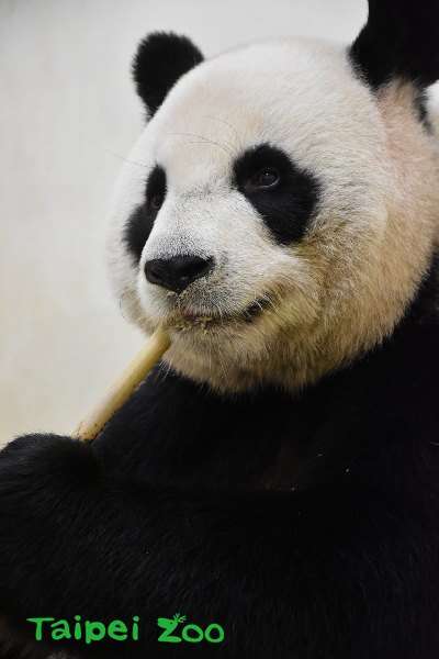 圆圆