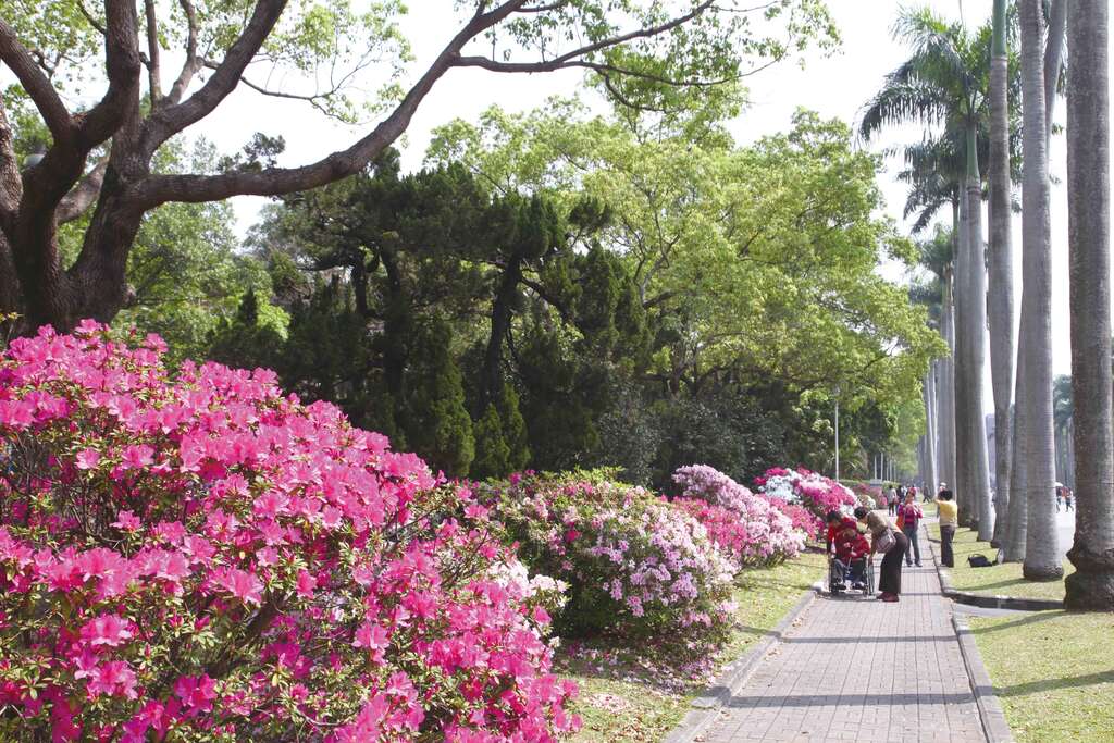1020316_01_099_台大杜鹃花节_王能佑摄_.jpg