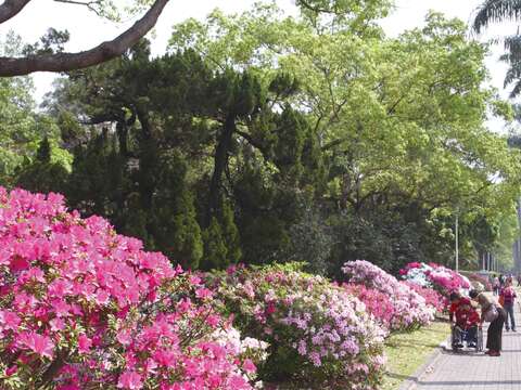 每年春夏開滿城市的杜鵑花花色多樣，散發迷人香氣。（王能佑攝）
