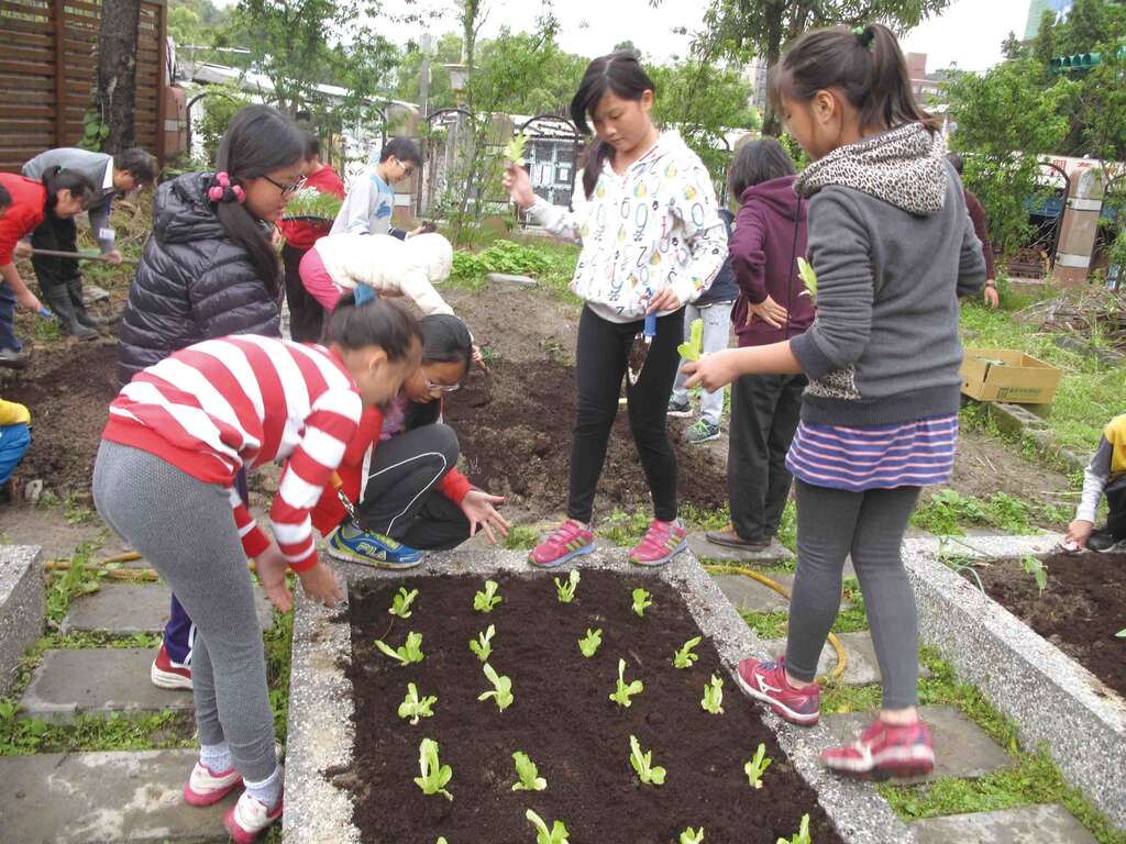 学生种植焰青莴苣.jpg