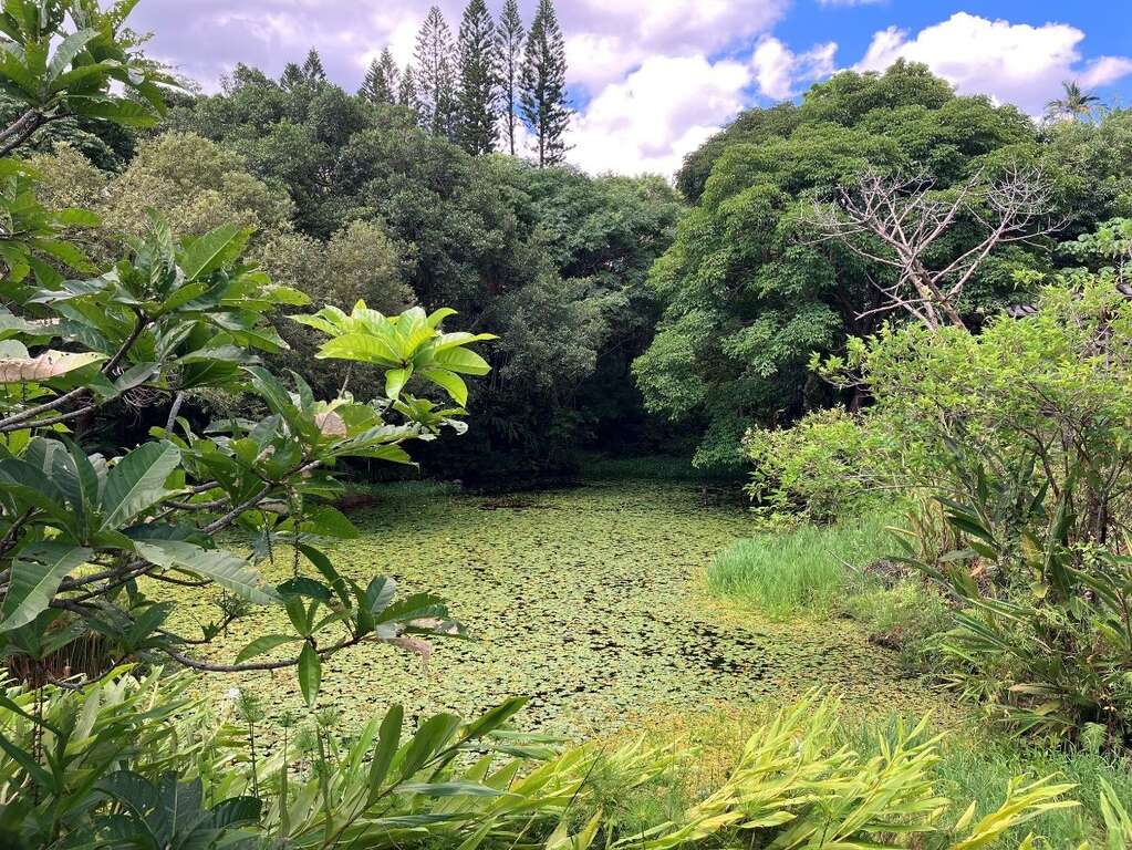 士林官邸公園生態園水池佈滿台灣萍蓬草(圖片來源：臺北市政府工務局公園路燈工程管理處)