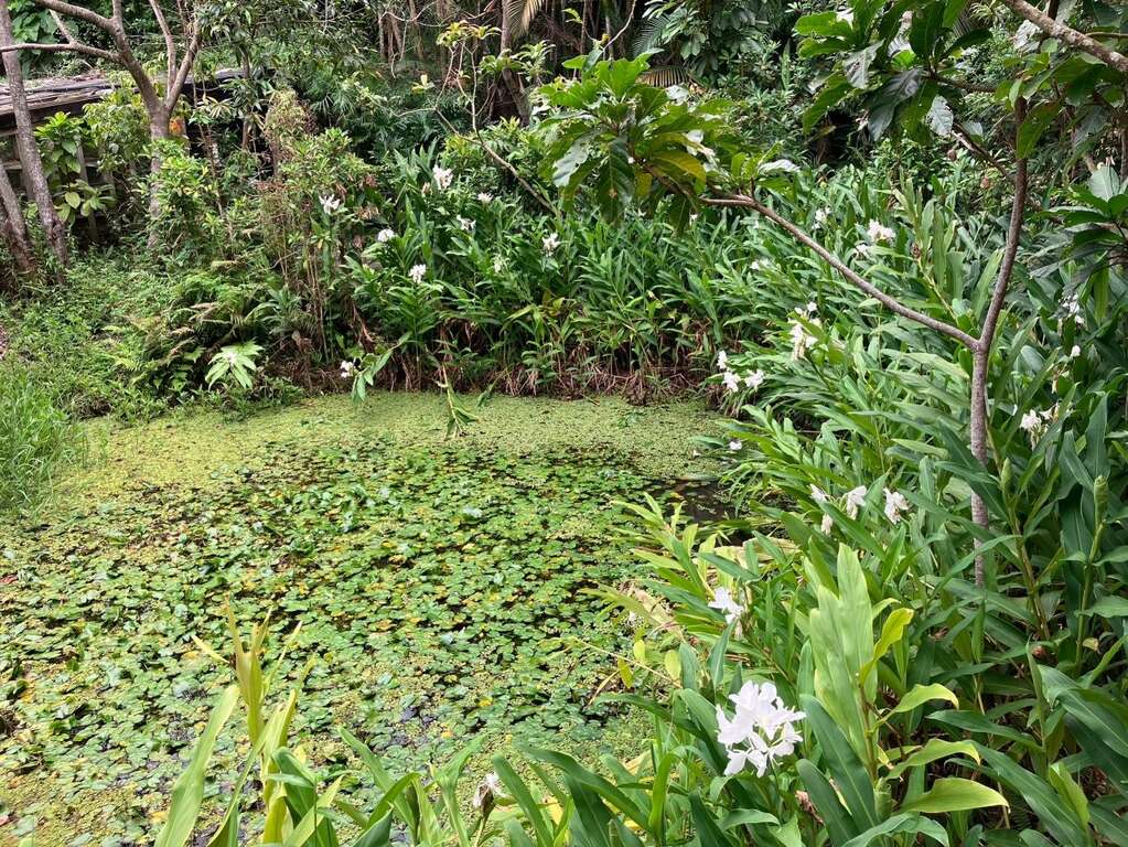 生態園池畔的野薑花(圖片來源：臺北市政府工務局公園路燈工程管理處)