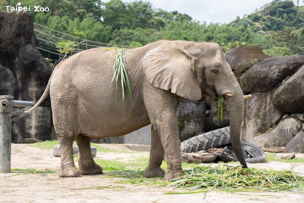 8月12日世界大象日World Elephant Day有非洲象及亚洲象的保母讲古，让大家认识及携手保护温柔巨兽（图为非洲象千惠）(图片来源：台北市立动物园)