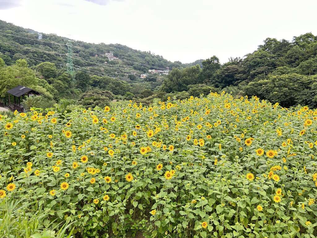 梯田花景(圖片來源：臺北市政府工務局大地工程處)