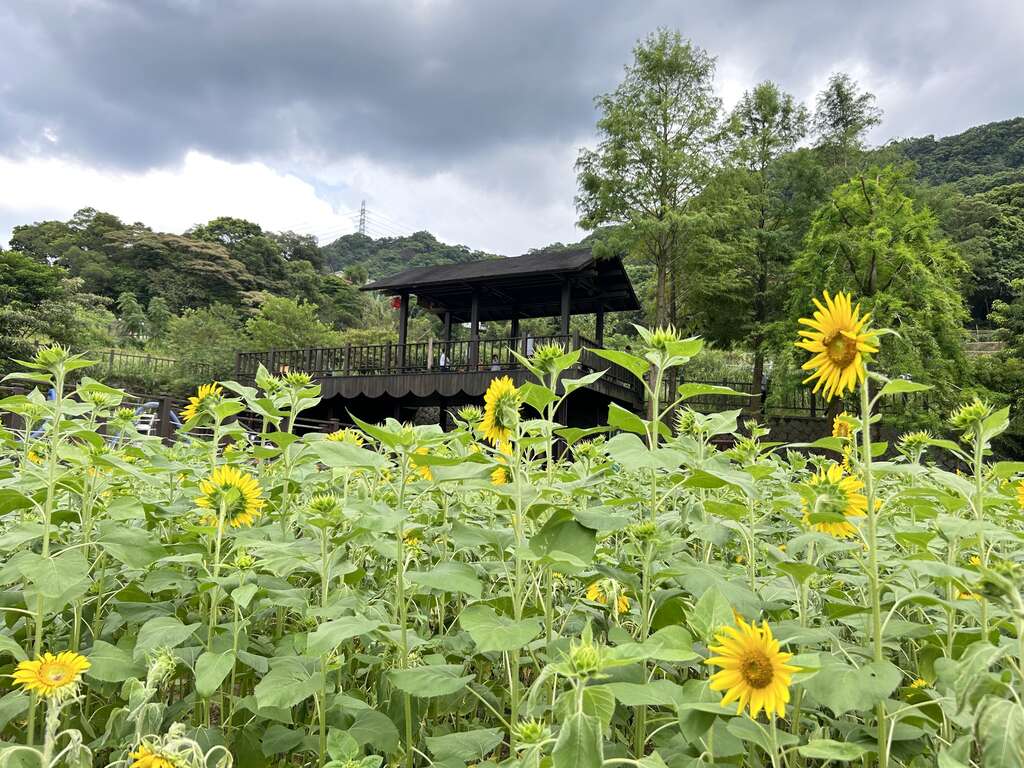 明鏡池池畔花況(圖片來源：臺北市政府工務局大地工程處)