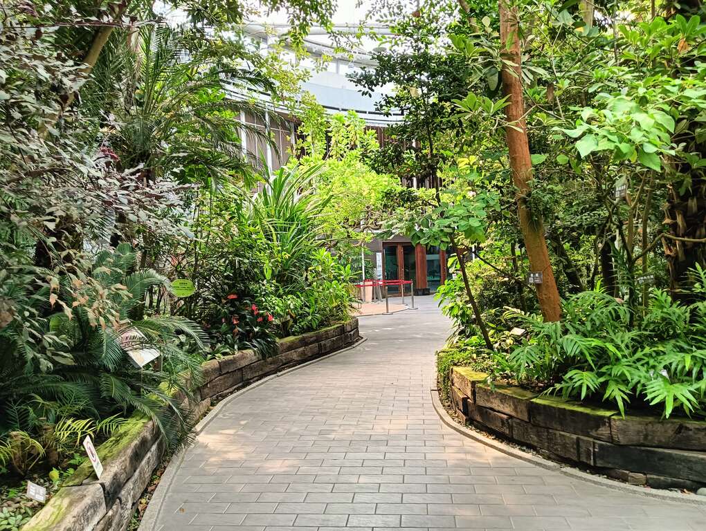 入口处即是热带植物区，靠近尽头就可以看到斑叶五爪木。(图片来源：台北市政府工务局公园路灯工程管理处)