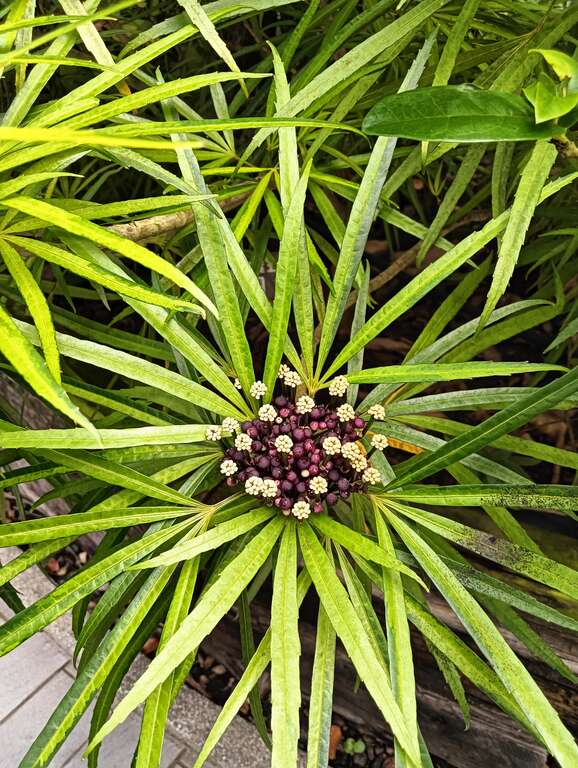 斑叶五爪木叶片造型特殊，具有相当高的观赏价值。(图片来源：台北市政府工务局公园路灯工程管理处)