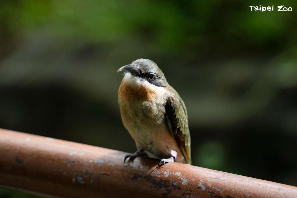 「菜鳥」班的蜂虎會停棲在扶手欄杆上，大家要避免驚擾牠們才有機會近距離觀察。(圖片來源：臺北市立動物園)