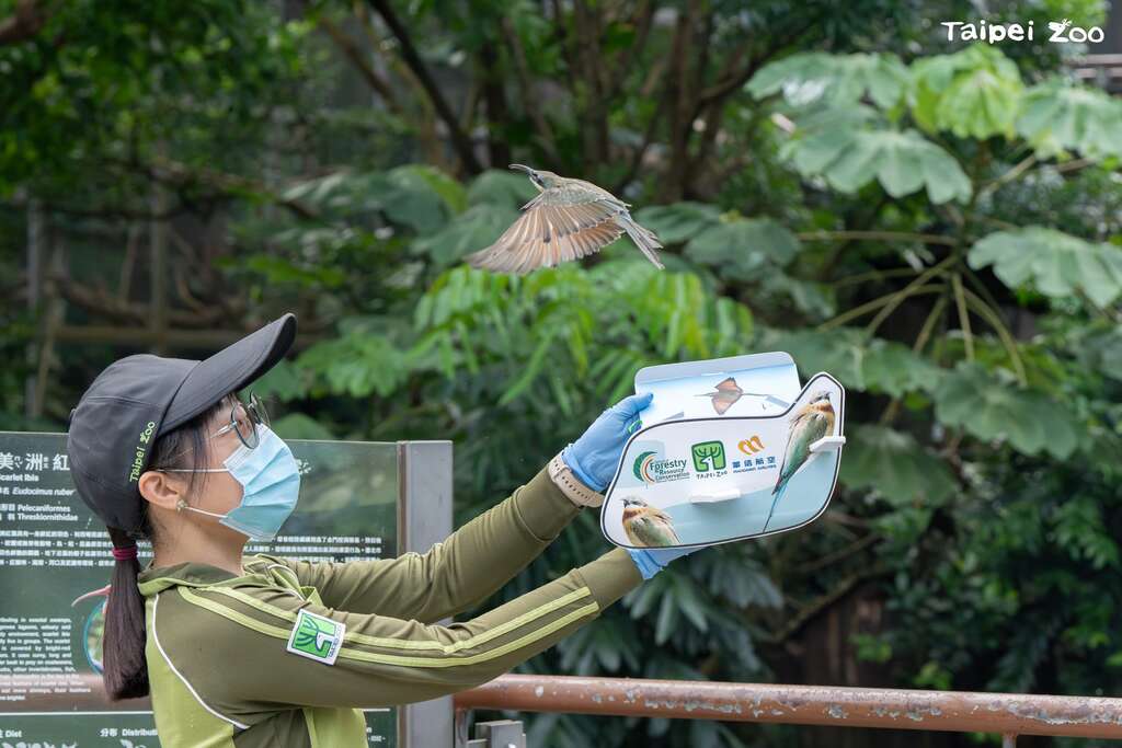 動物園自2015年起與臺灣大學森林系研究團隊以及華信航空合作進行「金門栗喉蜂虎棄蛋孵育計畫」，於園內孵育棄蛋。(圖片來源：臺北市立動物園)
