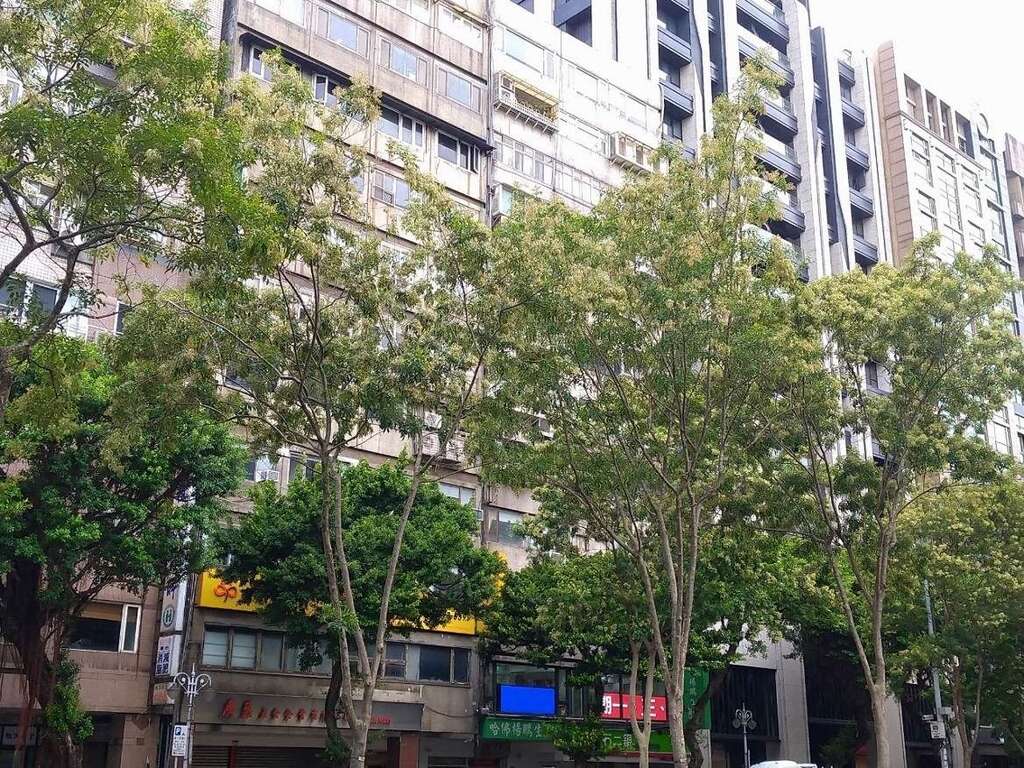信义路整排行道树上似乎沾上奶油般的乳白(图片来源：台北市政府工务局公园路灯工程管理处)
