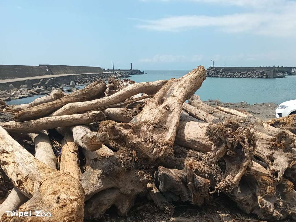 2024年凯米台风过後，动物园积极与农业部林业及自然保育署宜兰分署及宜兰县海洋及渔业发展所联系，将位於宜兰县梗枋渔港之漂流木运至动物园使用。(图片来源：台北市立动物园)