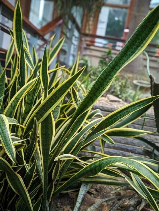 常见的黄边虎尾兰(图片来源：台北市政府工务局公园路灯工程管理处)