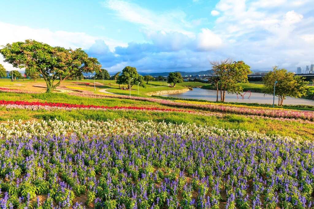 美堤河濱花海 康芮颱風前花況 (3)(圖片來源：臺北市政府工務局水利工程處)