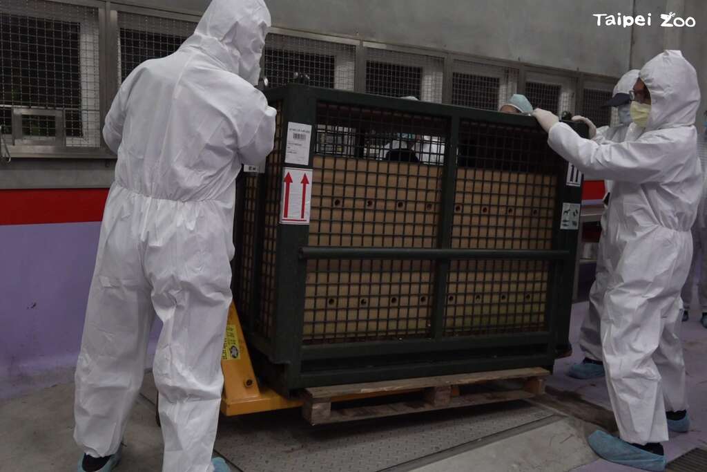 台北市立动物园欧洲动物园暨水族馆协会（EAZA）及美洲动物园暨水族馆协会（AZA）跨区域合作，於2024年由新加坡动物园Mandai Wildlife Group调度一只雄性侏儒河马Thabo来台。(图片来源：台北市立动物园)