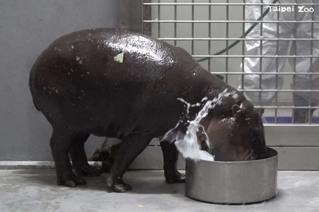 Thabo目前状态良好，观察到正常进食、排泄，也迫不及待玩水盆里的水。(图片来源：台北市立动物园)
