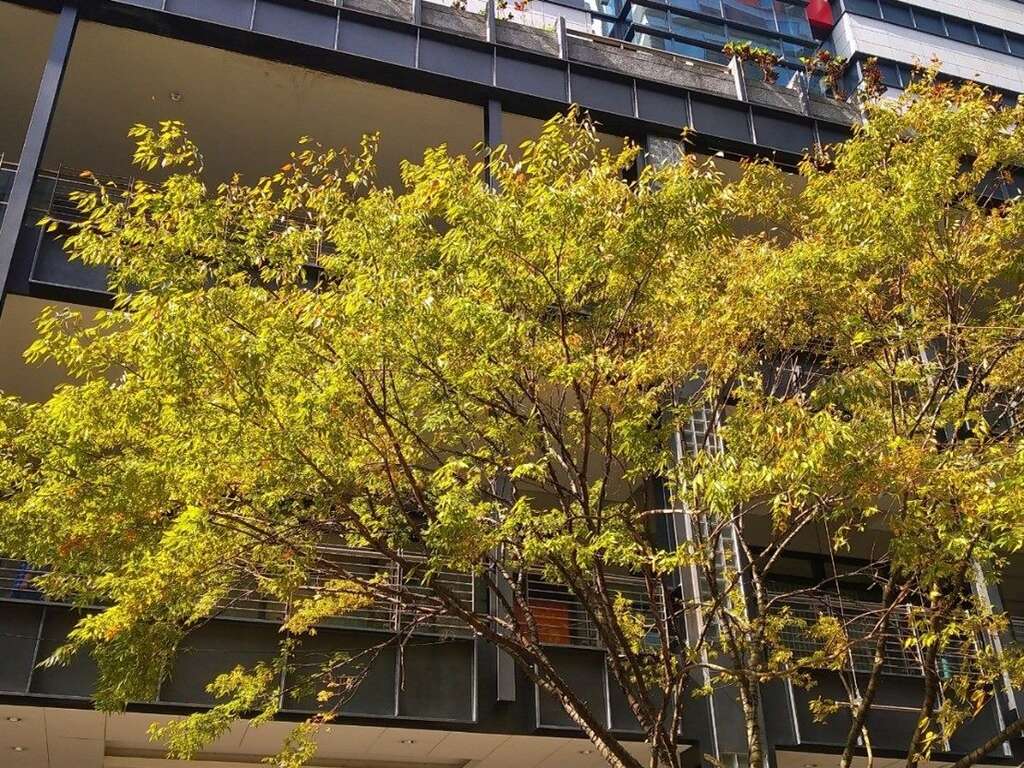 白天直立榉木林荫，叶子在季节变化中悄然变色(图片来源：台北市政府工务局公园路灯工程管理处)
