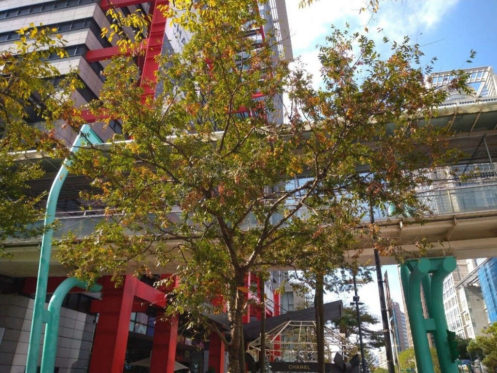 香堤大道广场上直挺又多变的榉木行道树更为场所带来景观昇华(图片来源：台北市政府工务局公园路灯工程管理处)