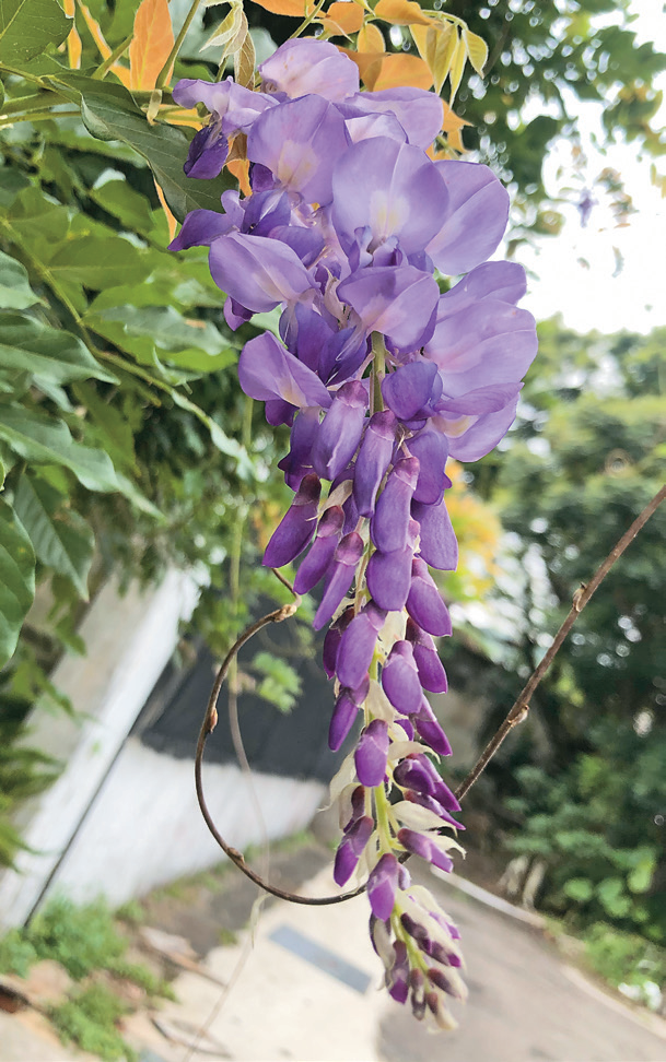 陽明山前山公園的紫藤花P42-44_城市指南_春遊台北繁花盛宴 -3@台北市工務局公園路燈工程管理處