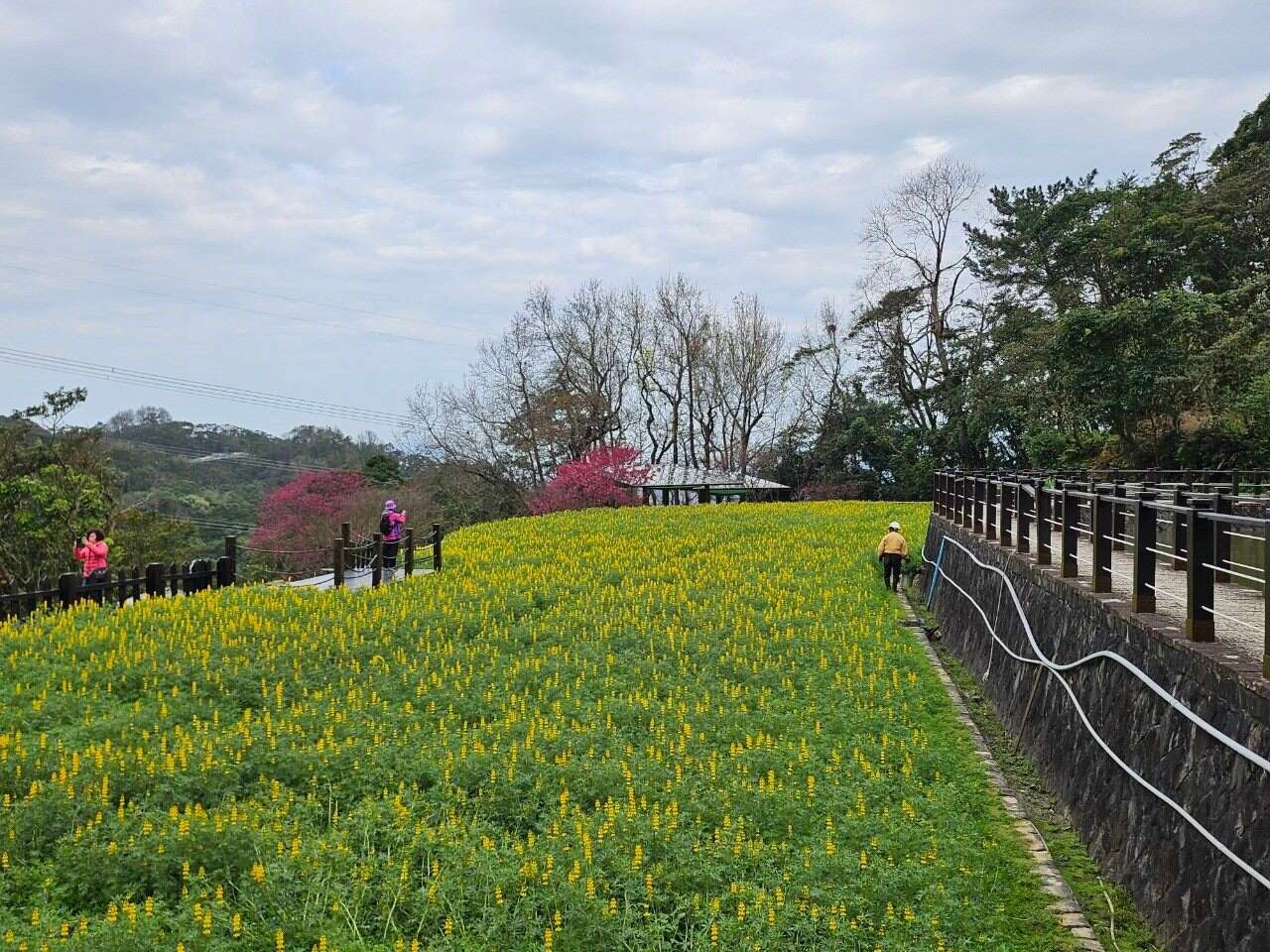 今年的魯冰花於1月底陸續綻放，成為春節期間的熱門郊遊地點(圖片來源：臺北市政府工務局大地工程處)