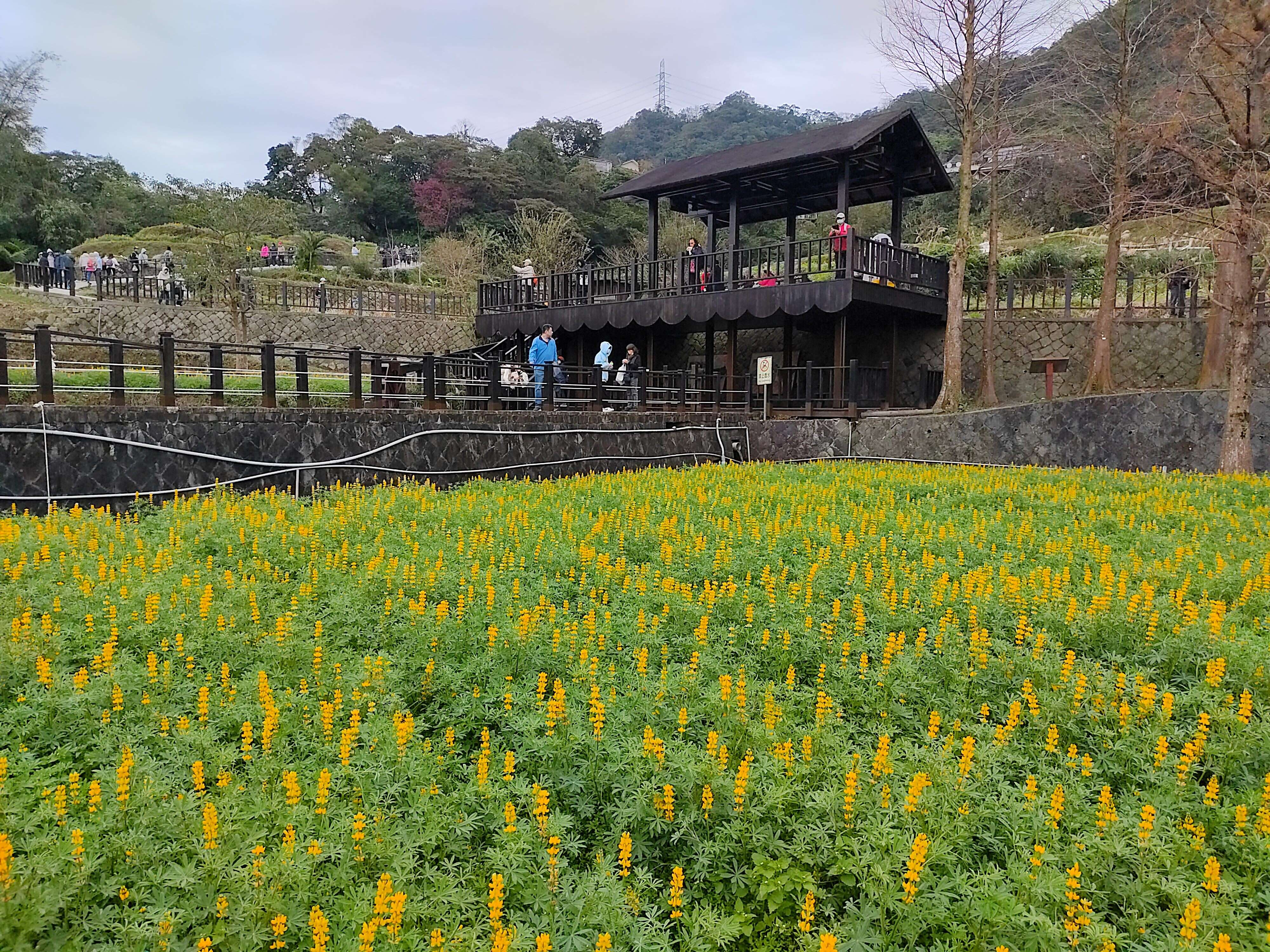 魯冰花花海(圖片來源：臺北市政府工務局大地工程處)