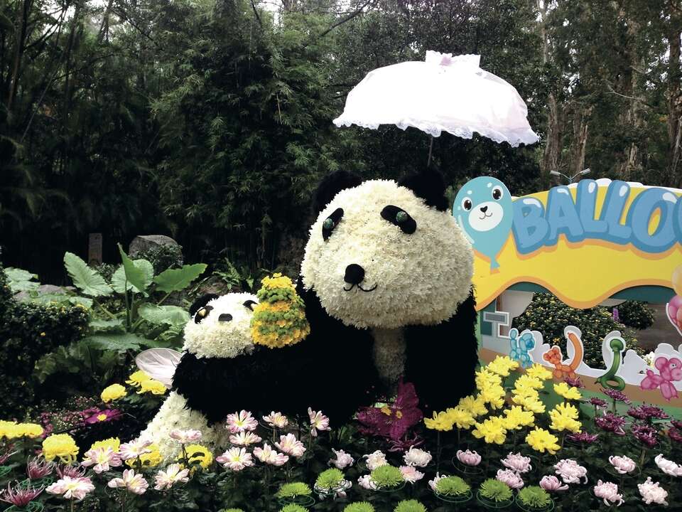 初秋之际不妨来一趟悠闲的赏菊之旅
