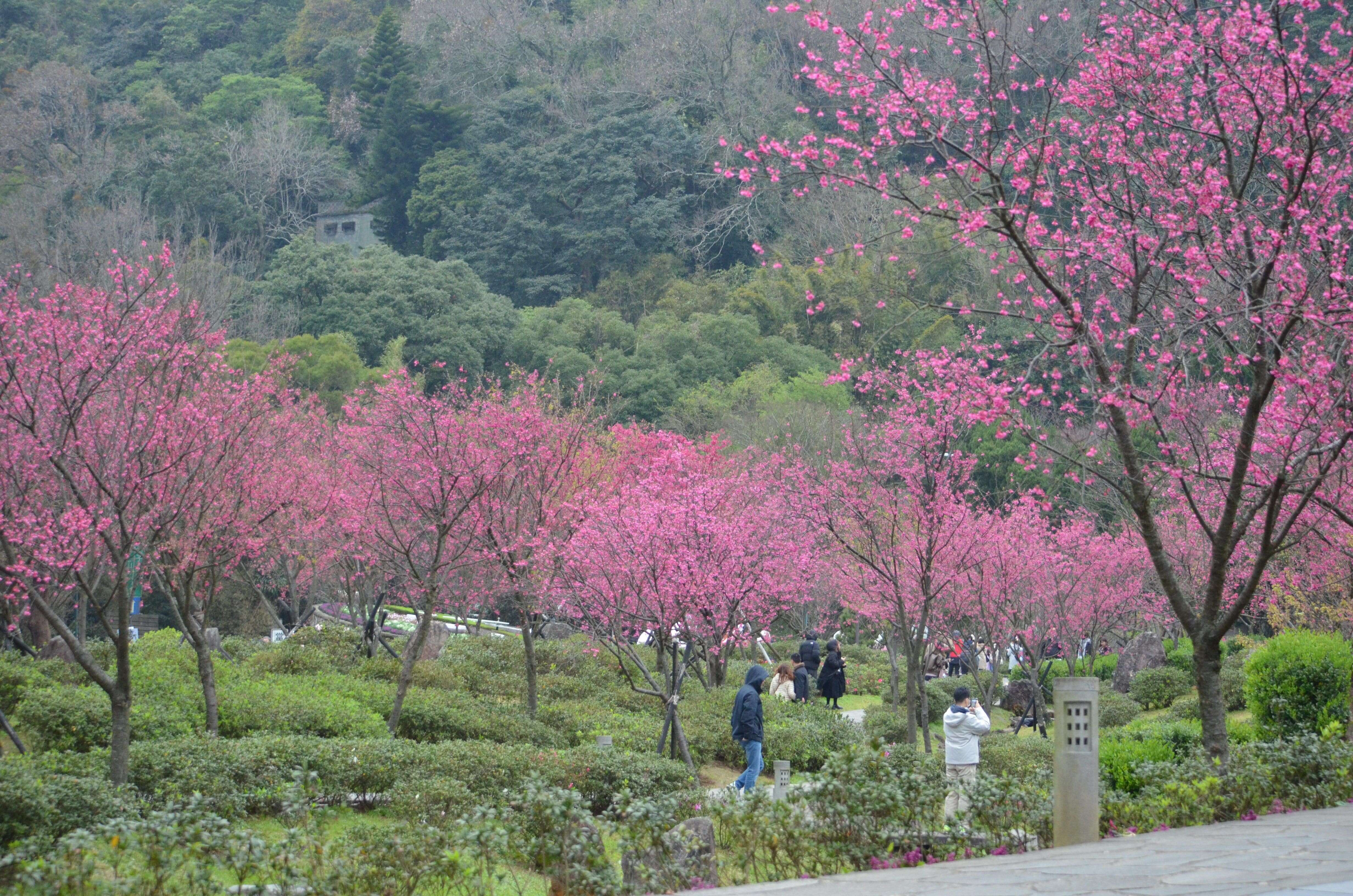 阳明公园樱花溪流区(拍摄日期114年2月6日)(图片来源：台北市政府工务局公园路灯工程管理处)