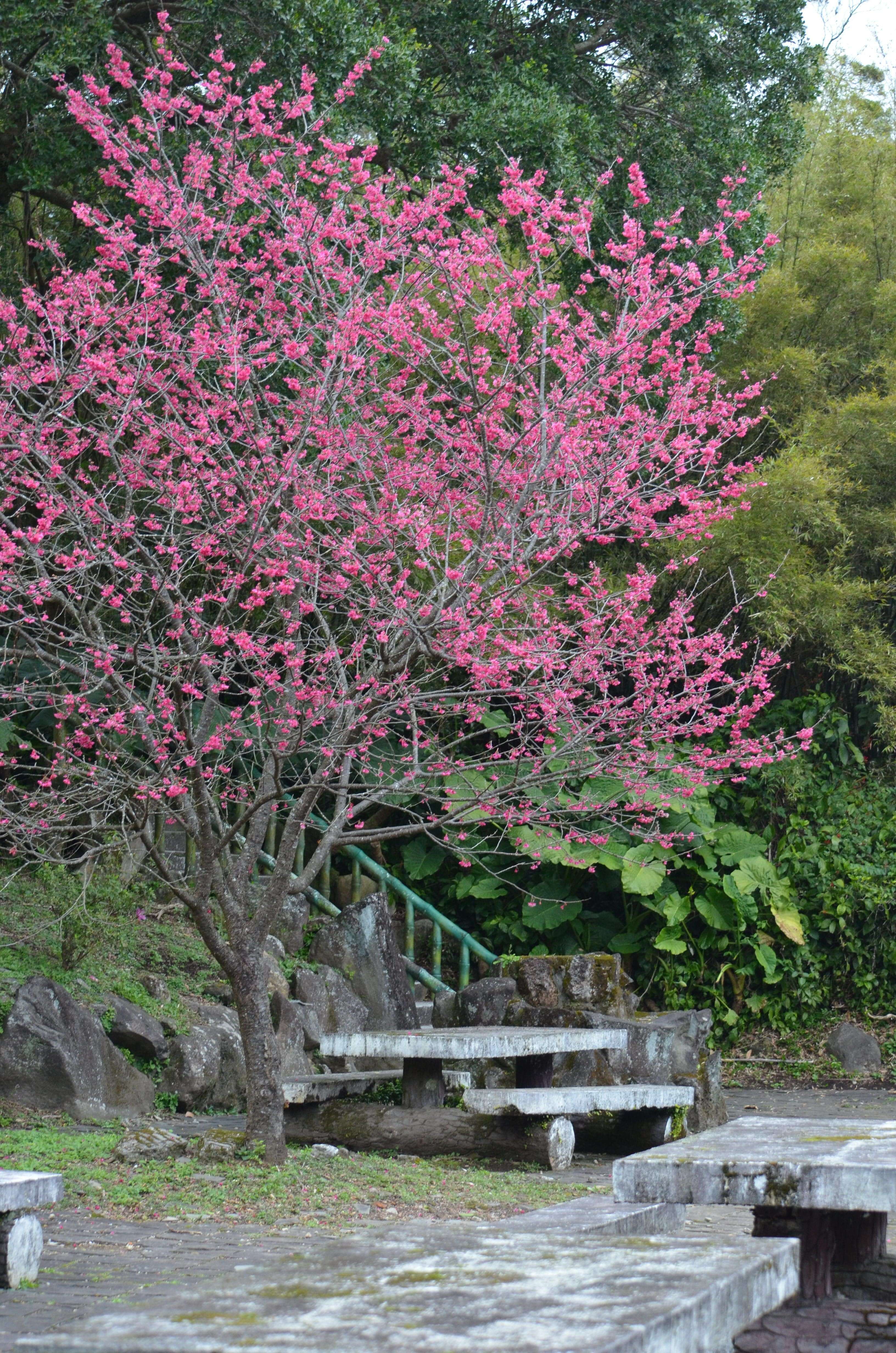 第二停车场水濂洞区八重樱盛开(拍摄日期114年2月6日)(图片来源：台北市政府工务局公园路灯工程管理处)