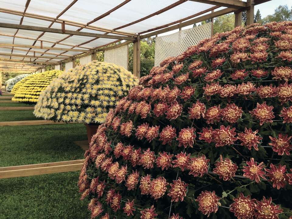 大立菊达人用心呵护，栽培出壮观的「大立菊」