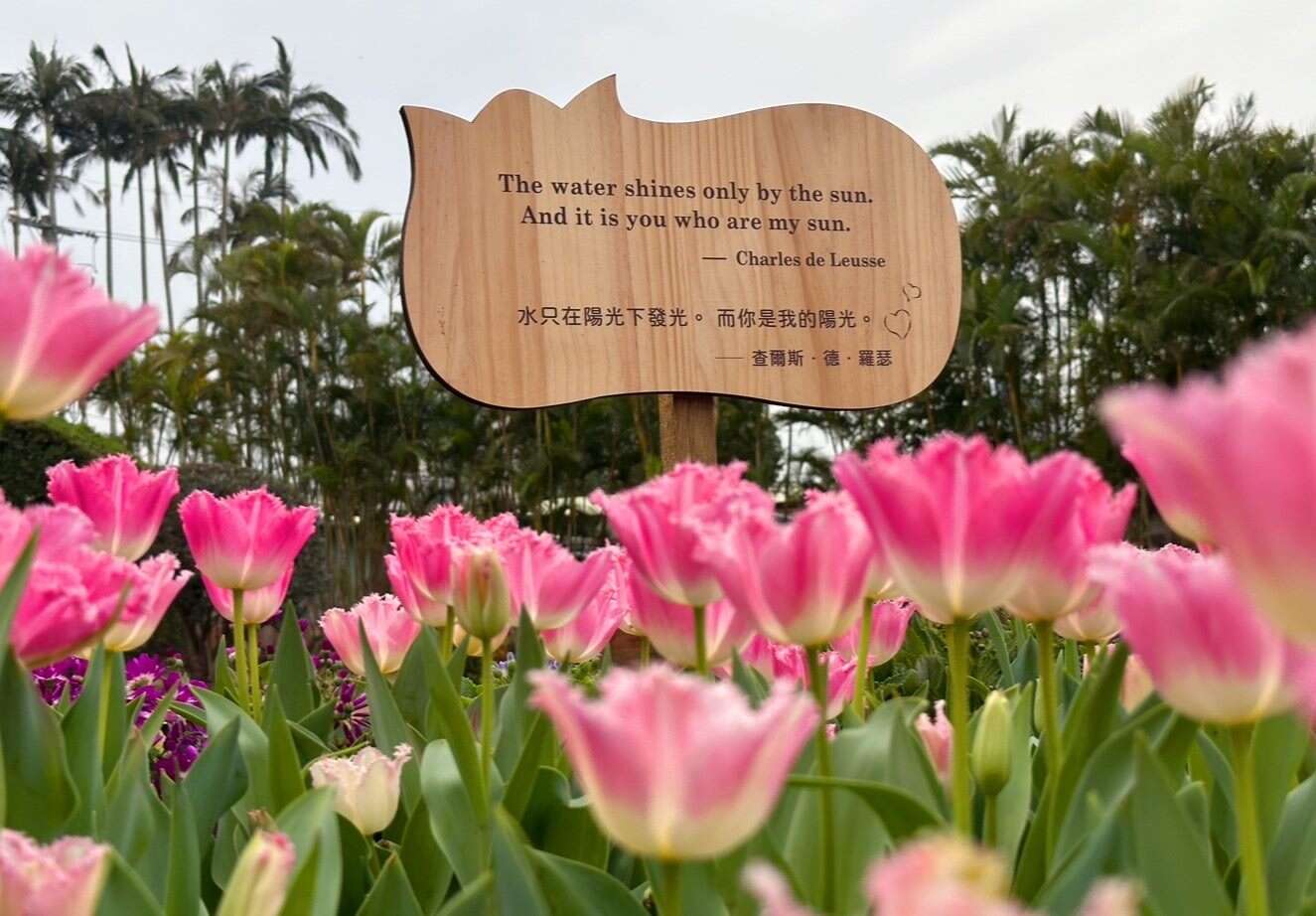 以经典爱情名句，让您除了认识郁金香品种外，对爱情更有不同的体悟(图片来源：台北市政府工务局公园路灯工程管理处)