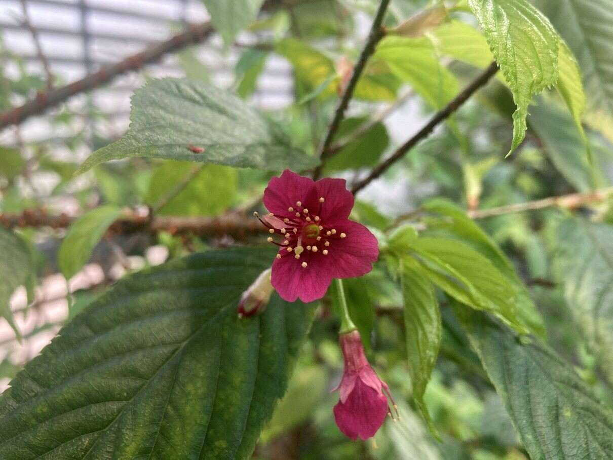正在開花的山櫻花(圖片來源：臺北市政府工務局公園路燈工程管理處)