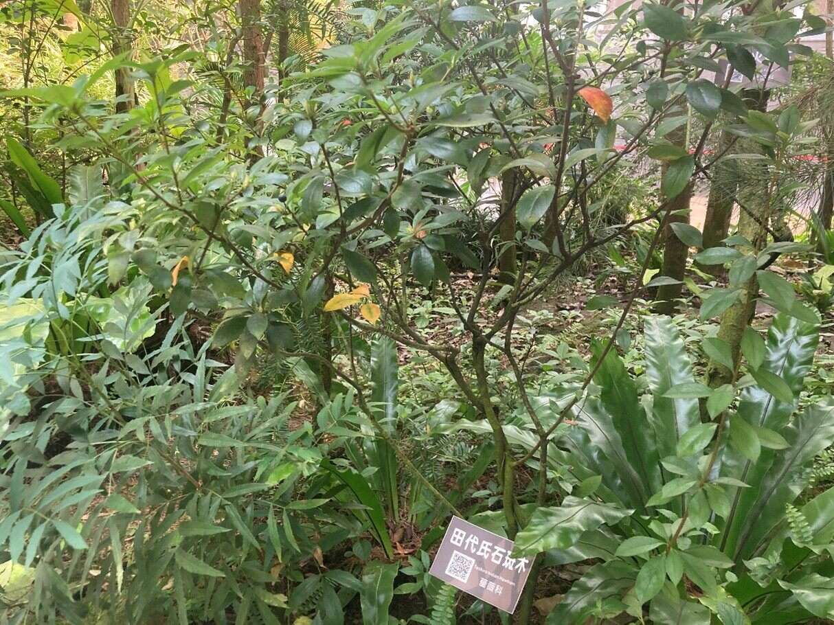 園區的田代氏石斑木(圖片來源：臺北市政府工務局公園路燈工程管理處)
