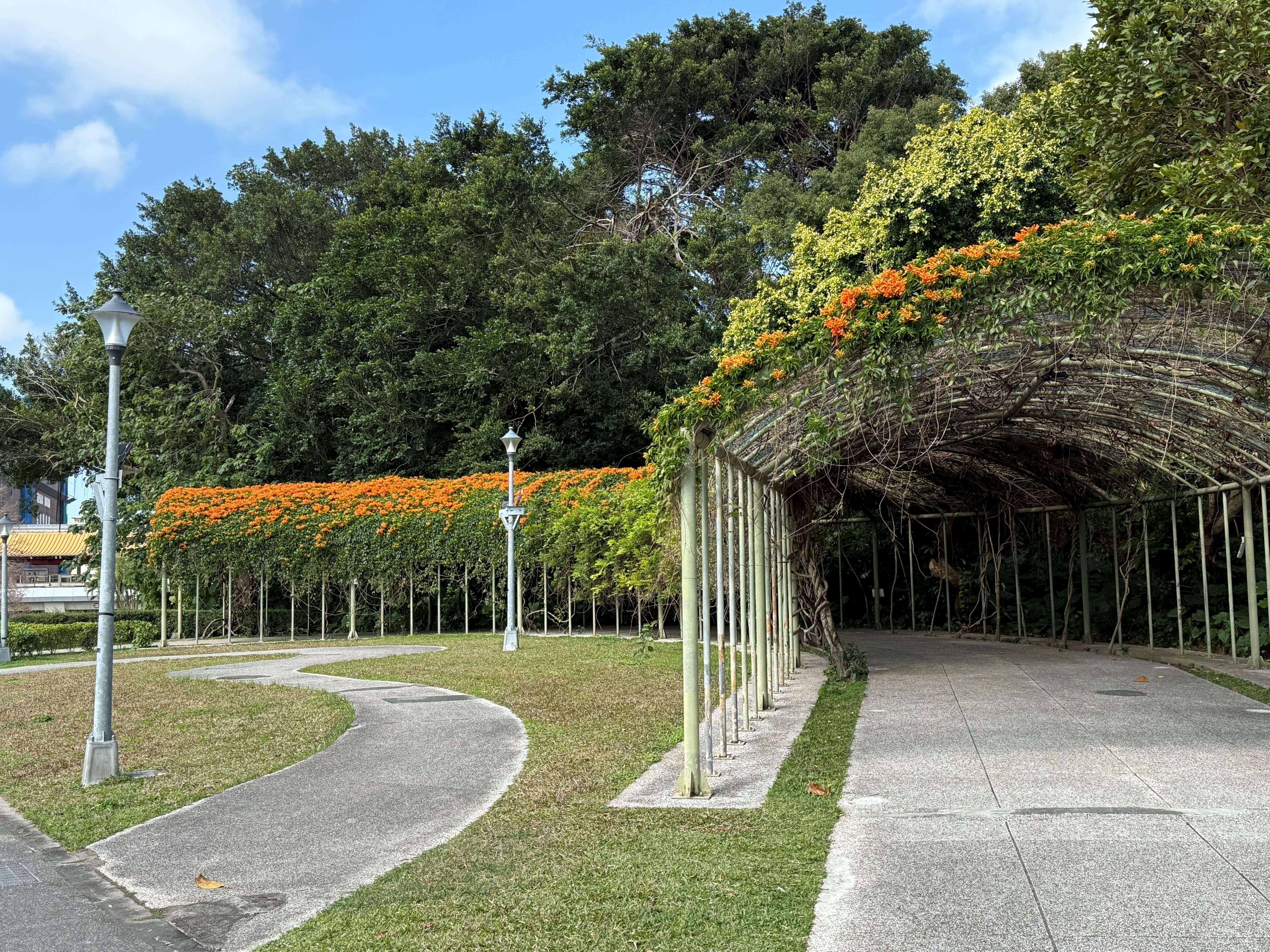 圓山捷運站出口處，就可以看到喜氣的炮仗花瀑美景。(圖片來源：臺北市政府工務局公園路燈工程管理處)