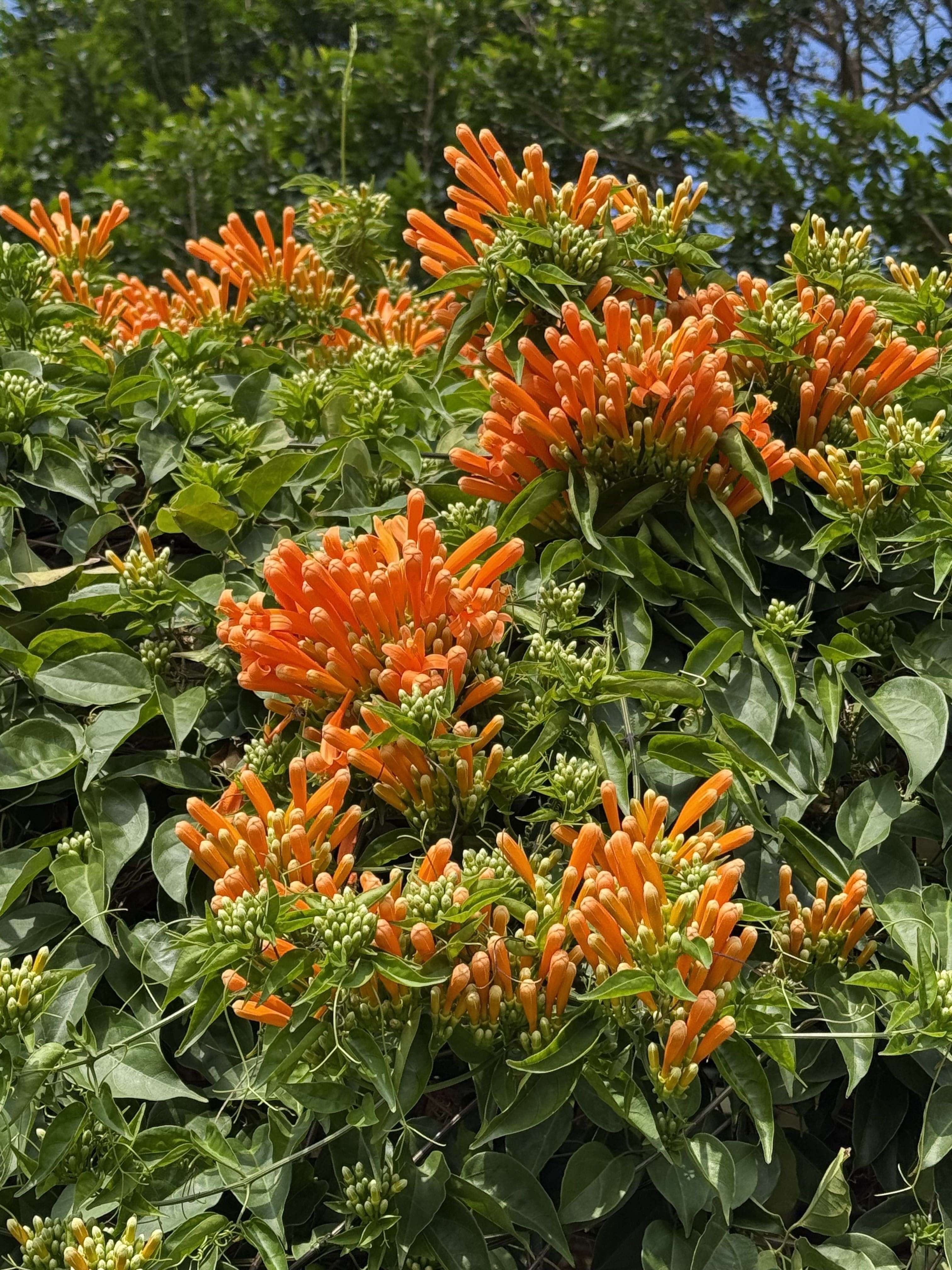 炮仗花開花後，還會懸掛在花絲上，宛如金色的雨絲，炮仗花亦稱「黃金西北雨」。(圖片來源：臺北市政府工務局公園路燈工程管理處)