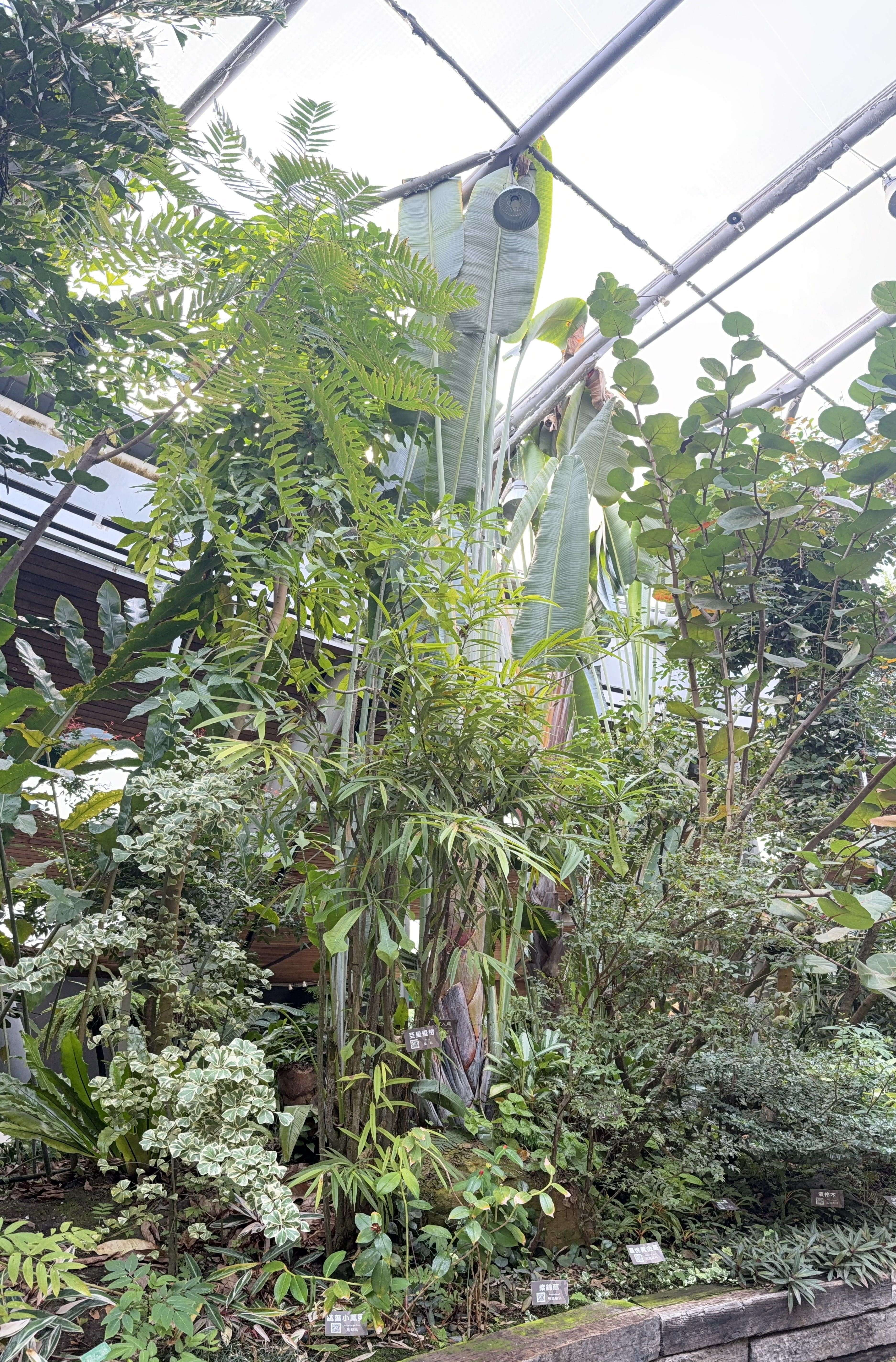 旅人蕉位於臺北典藏植物園亞熱帶植物區。(圖片來源：臺北市政府工務局公園路燈工程管理處)