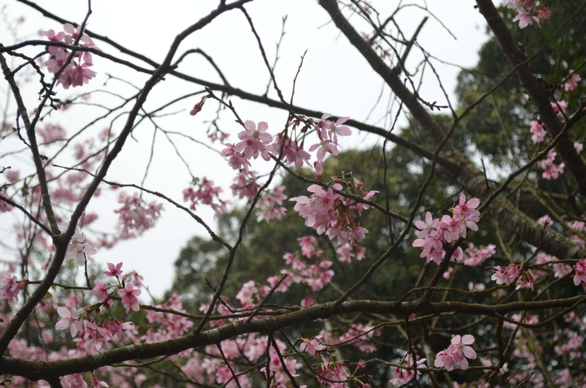 陽明山花季迷人的櫻花美景(圖片來源：臺北市政府工務局公園路燈工程管理處)