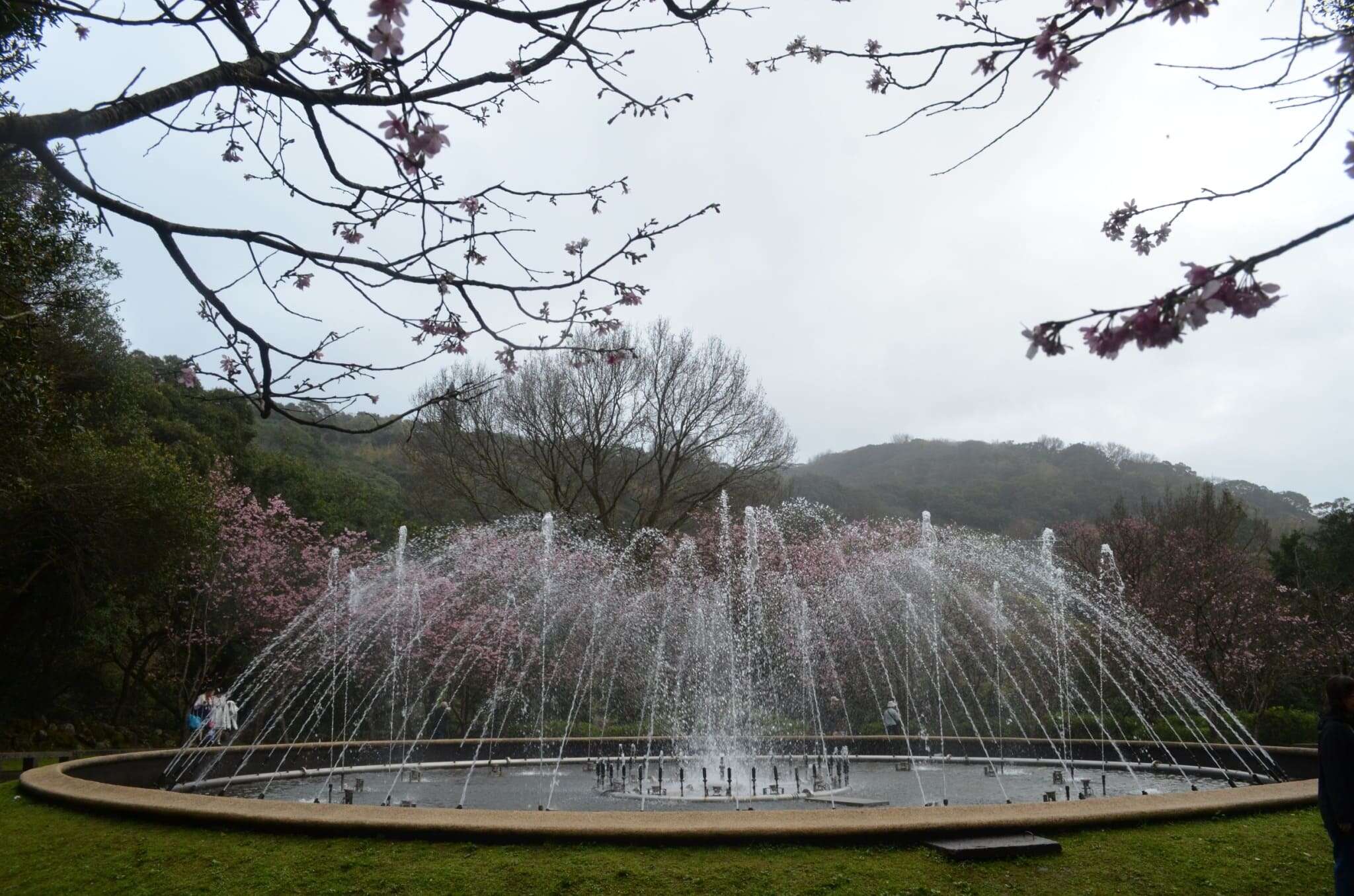 陽明山噴水池的櫻花，正值盛開時節(圖片來源：臺北市政府工務局公園路燈工程管理處)