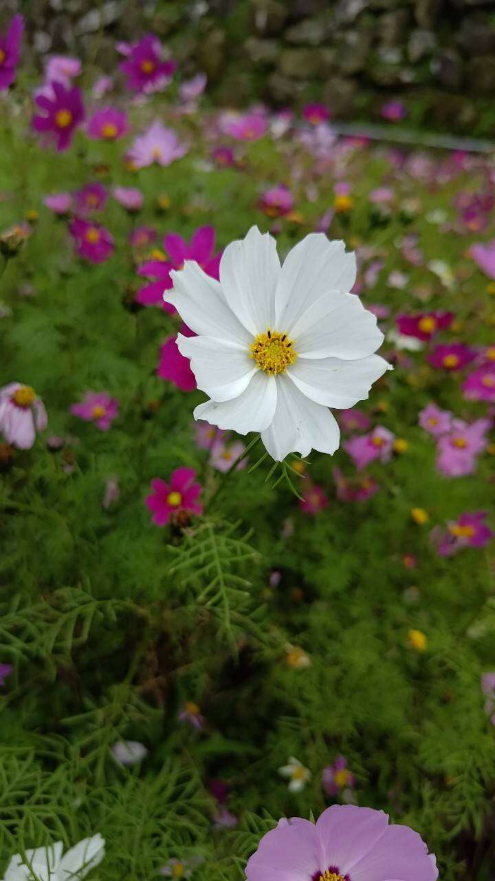 山水綠生態公園的波斯菊近照，花瓣細緻展現自然之美(圖片來源：臺北市政府環境保護局)