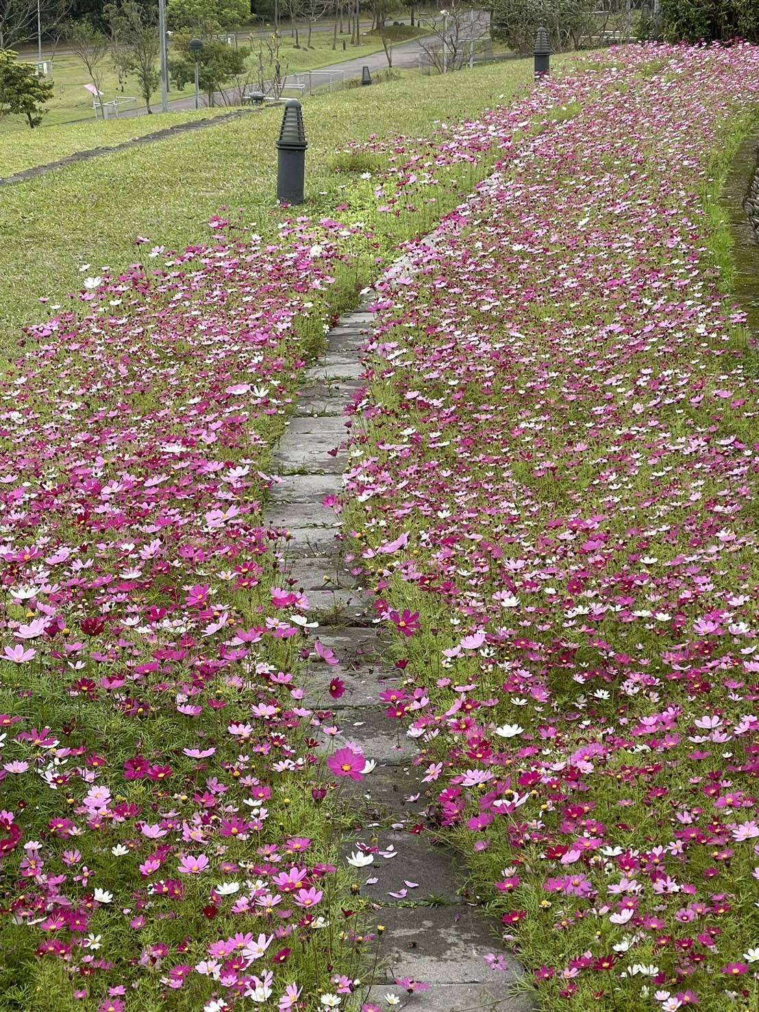 波斯菊在山水綠生態公園隨風搖曳，為園區增添生機(圖片來源：臺北市政府環境保護局)