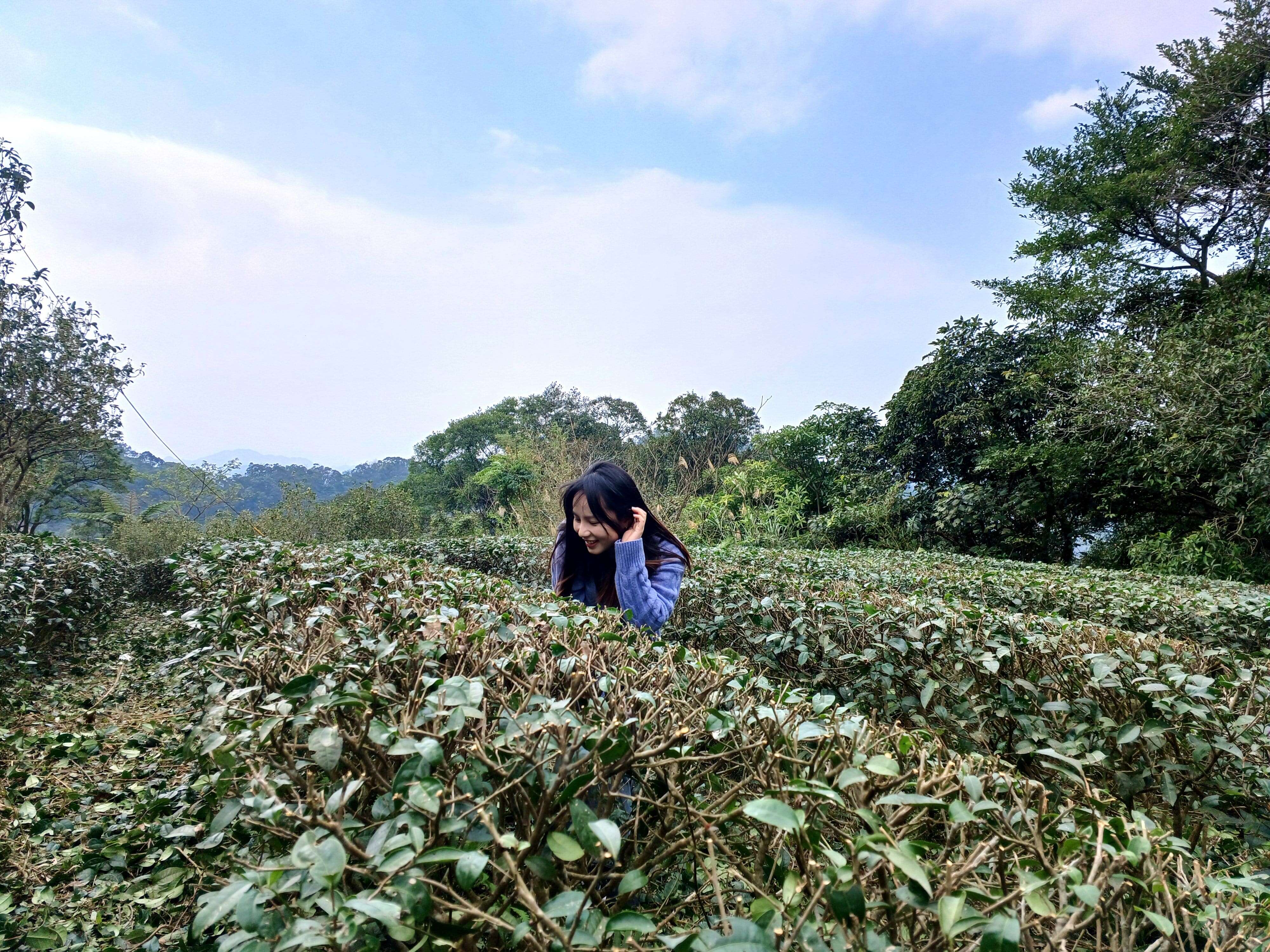 舊莊社區的茶園風光(圖片來源：臺北市政府工務局大地工程處)