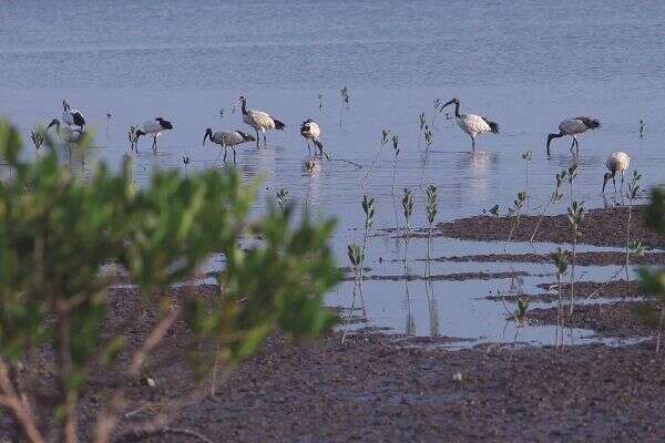 社子岛岛头公园生态多元，候鸟季到来时会有鸟群停伫