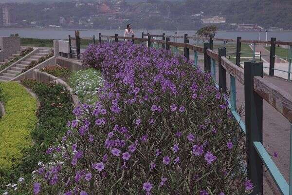 社子島美輪美奐