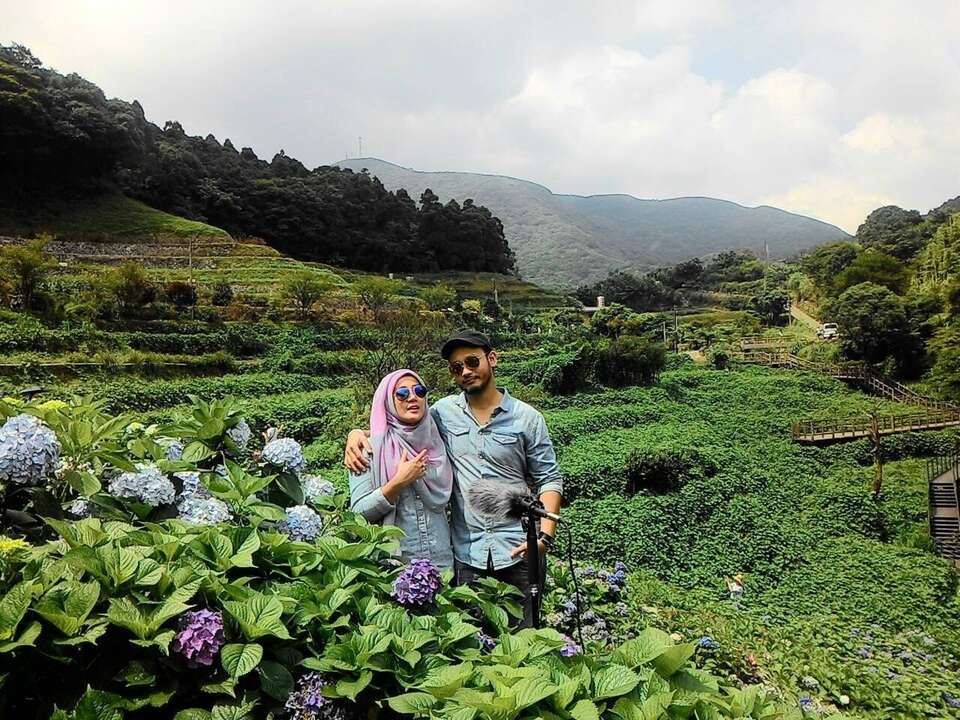 竹子湖的繡球花盛開美景，吸引馬來西亞旅遊節目前來拍攝旅遊專輯。
