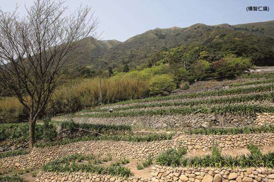 竹子湖可看到市区难得一见的梯田景色。