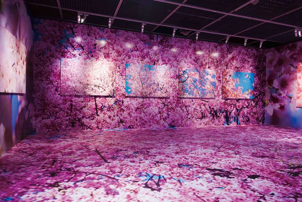 蜷川在311大地震後拍下了2,500張櫻花照片，彙集成「櫻系列」，把櫻花的美悉數捕捉、放大。（顏涵正攝）
