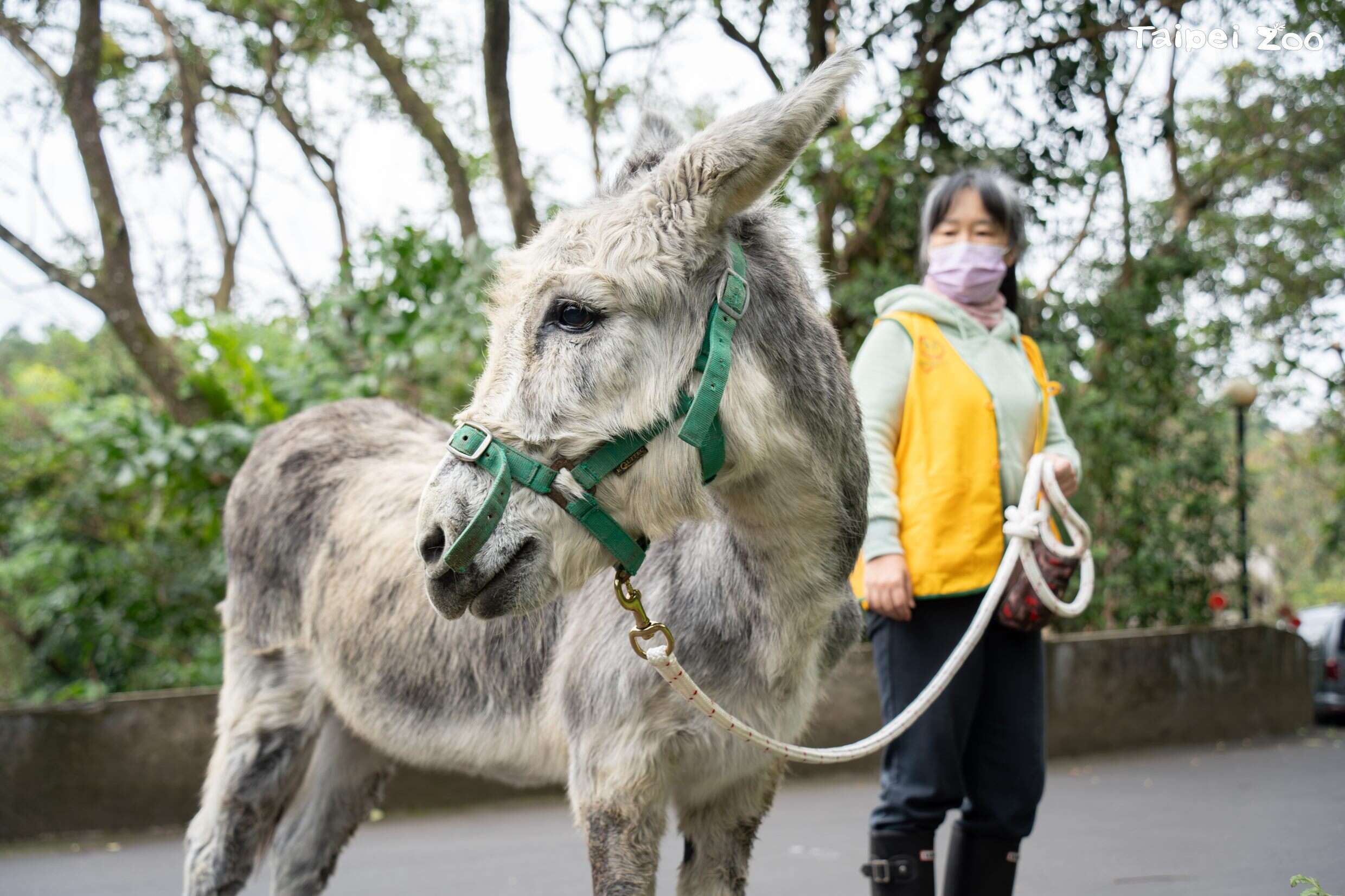 保育員和志工會不定期帶兒童動物區的迷你馬和家驢到園區散步(圖片來源：臺北市立動物園)