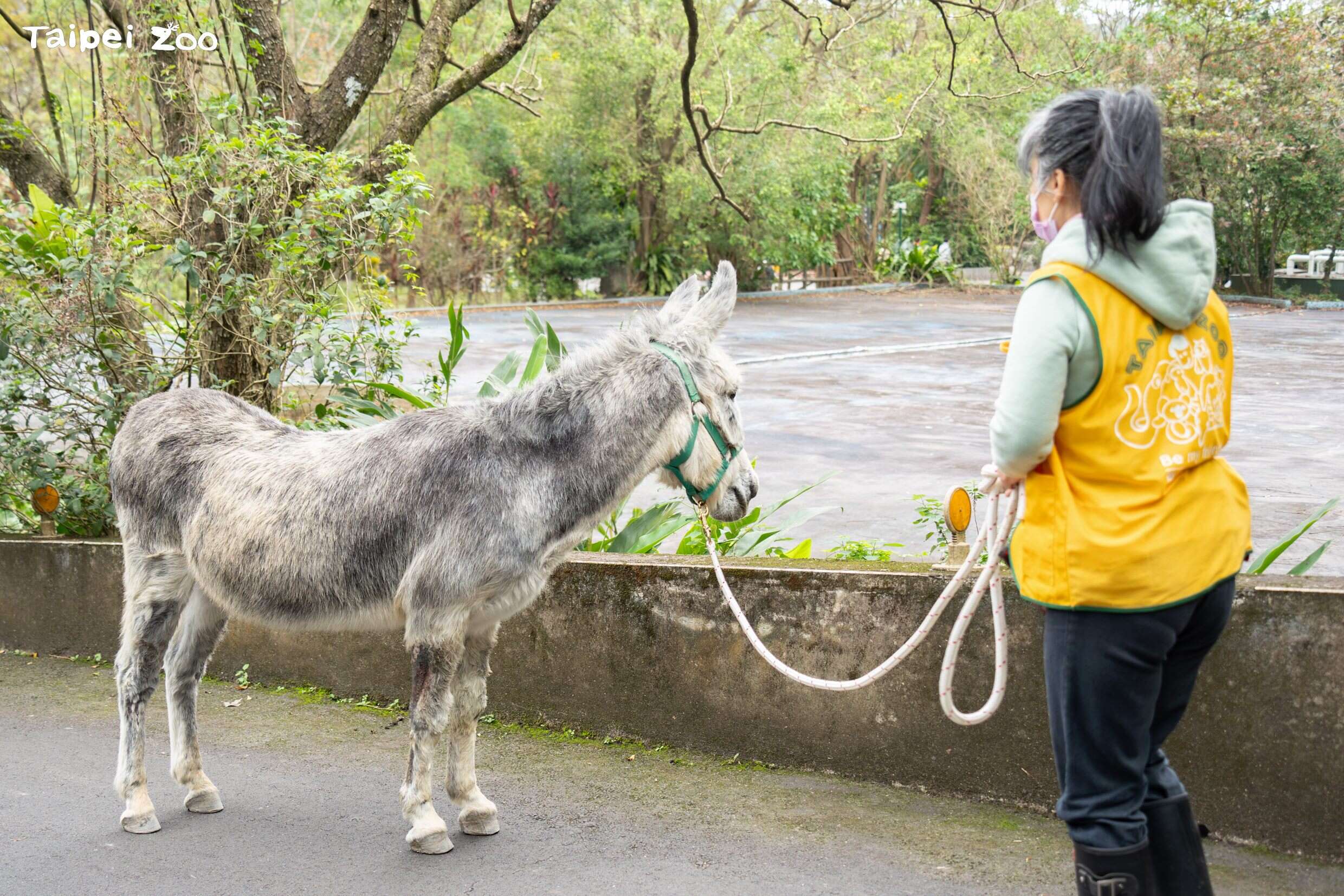迷你馬和家驢散步可以促進活動量，也進行跟隨和減敏訓練(圖片來源：臺北市立動物園)