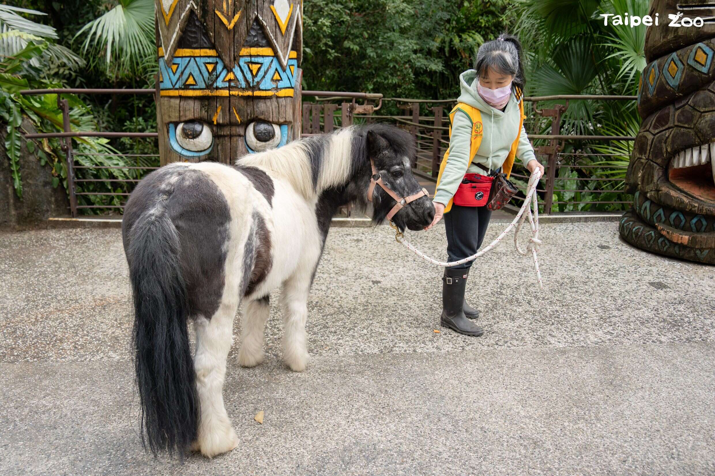 兒童動物區、主軸步道、作業道路都有可能是迷你馬的散步路線，全看牠的心情(圖片來源：臺北市立動物園)