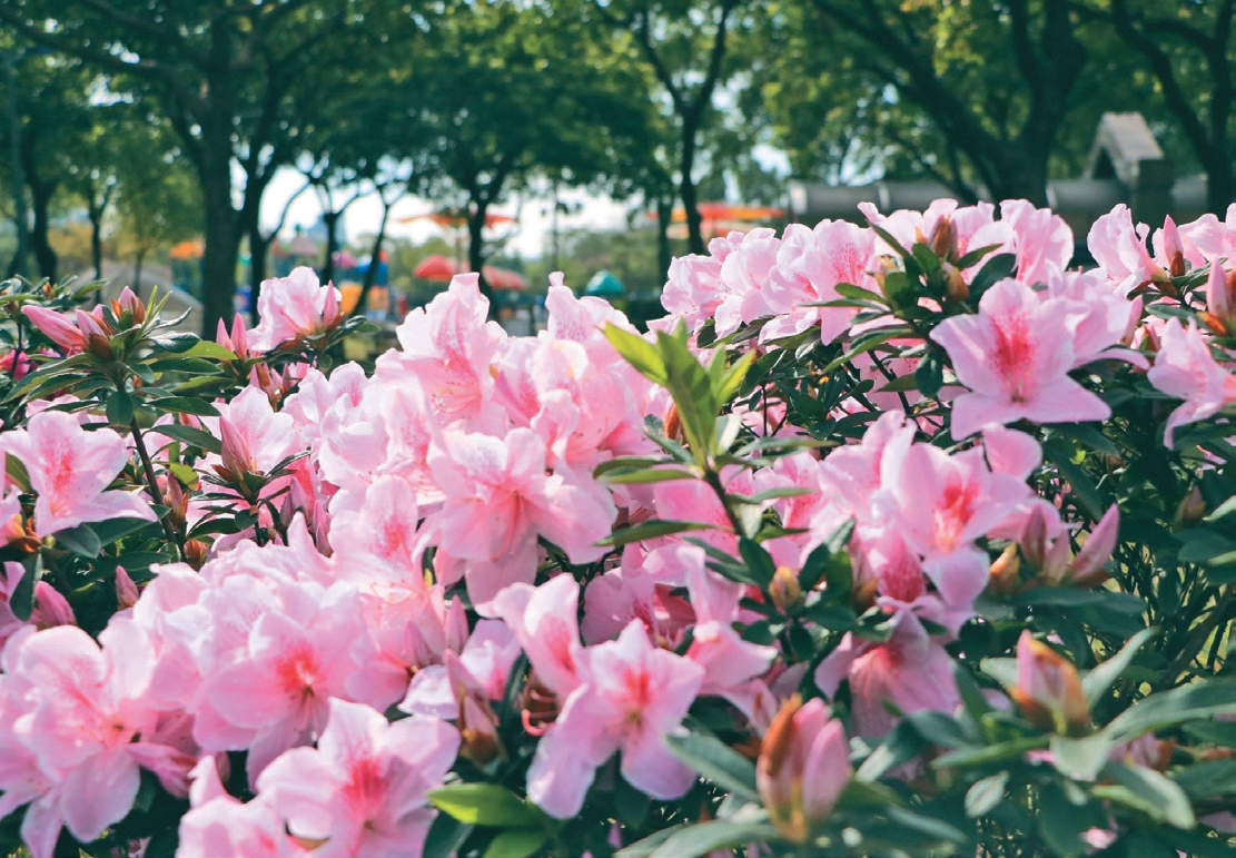 大安森林公园杜鹃花P32-35写真 -3@台北市观光传播局