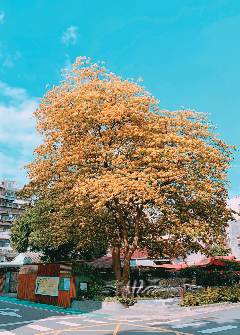 温州公园罗林鱼木P32-35写真 -6@台北市文化局