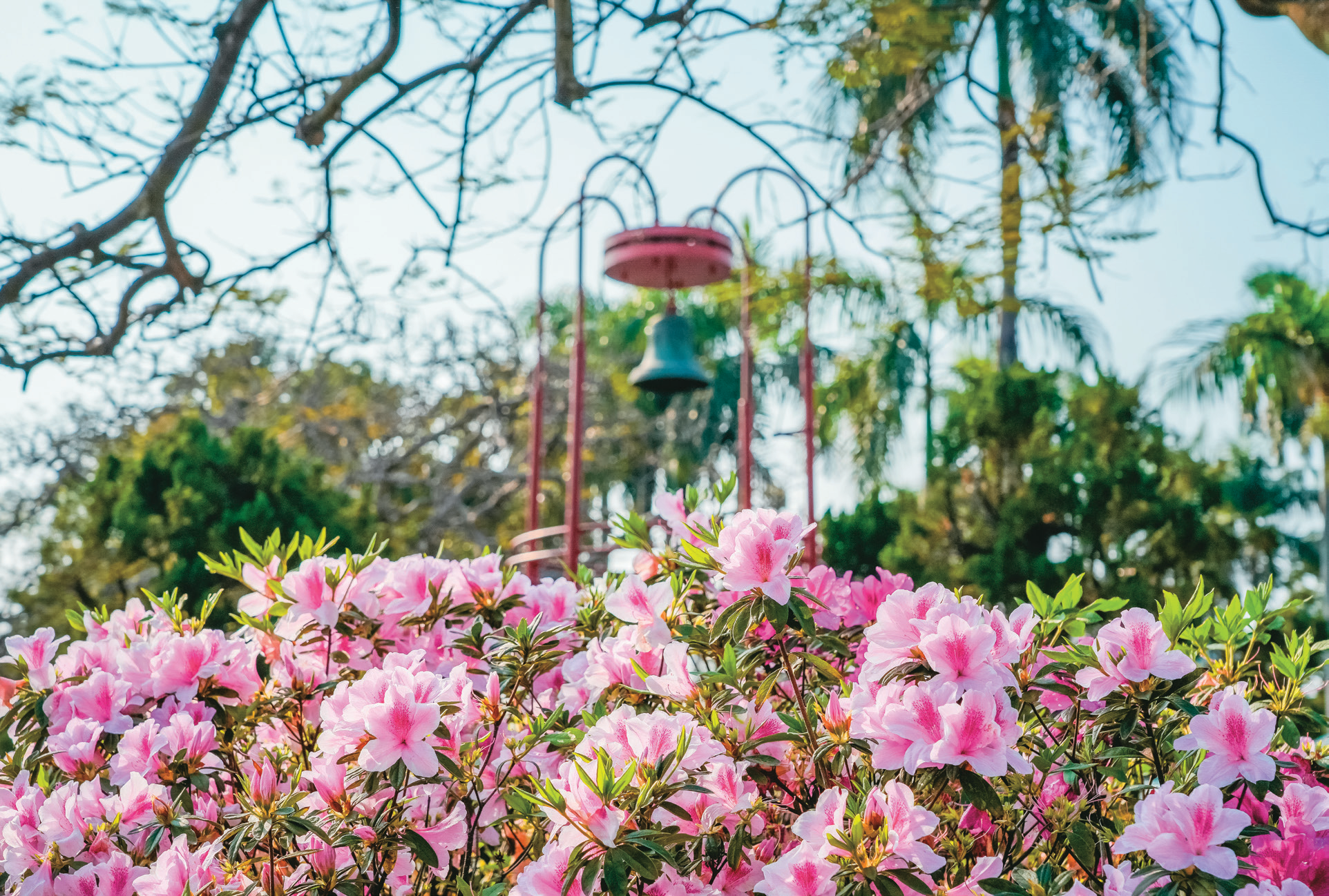 台湾大学杜鹃花P32-35写真 -4@国立台湾大学